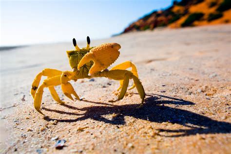 Crabs are intelligent, sensitive animals — and some scientists wish we ...