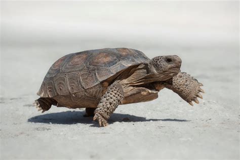 Gopher Tortoise Facts - CRITTERFACTS