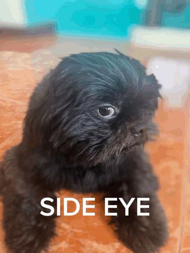 Side Eye Side Eye Dog GIF - Side eye Side eye dog Side eye meme ...