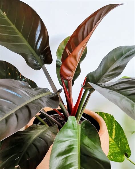 Top 10 Houseplants With Red Leaves - Thursd