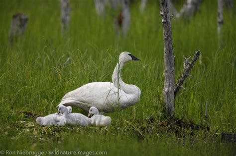 Trumpeter Swan | Photos by Ron Niebrugge