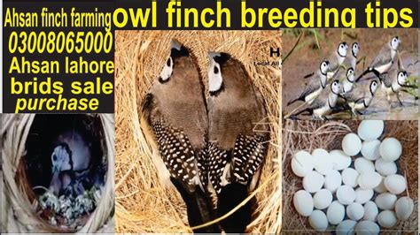 owl finch breeding tips/owl finch breeding progres/OWL FINCH BREEDING ...