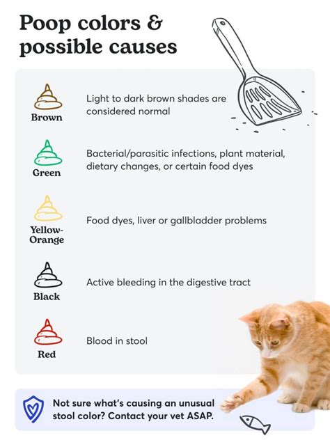 Unhealthy Cat Poop Chart: Color, Consistency & Causes