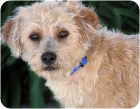 Mike | Adopted Dog | #838 | Marina del Rey, CA | Border Terrier/Poodle ...