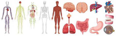 Set of human anatomy and systems 434210 Vector Art at Vecteezy