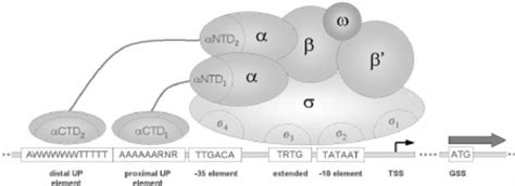 Schematic diagram of the RNA polymerase holoenzyme and its binding ...