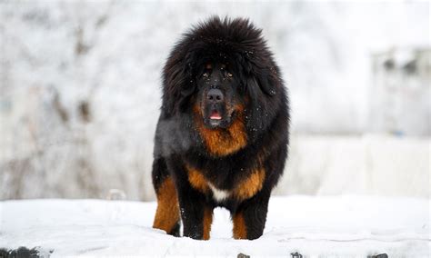 Tibetan Mastiff Breed: Characteristics, Care & Photos | BeChewy