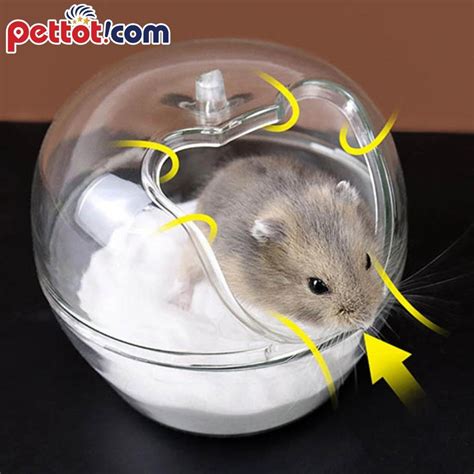 chuột hamster bị đau mắt - Pettot.com - Shop thú cưng | phụ kiện thú ...