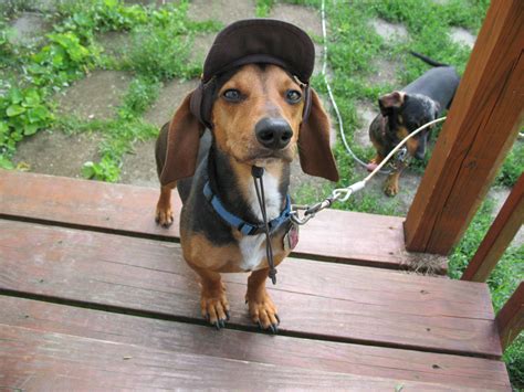 Beagle Dachshund mix, Bastian, wearing his favorite hat. He is ready ...