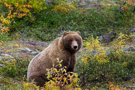 Yellowstone Wildlife Conservation: Save the Bears | Yellowstone Bear World