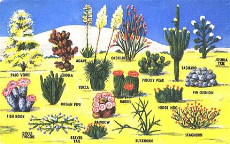 Desert Biome Facts - 14 Facts about Animals and Plants