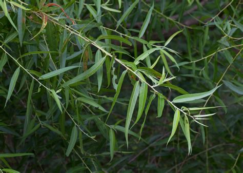 Black Willow | Glen Arboretum