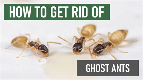 How to Get Rid of Ghost Ants [Tiny Little Ants Seen in Kitchens ...