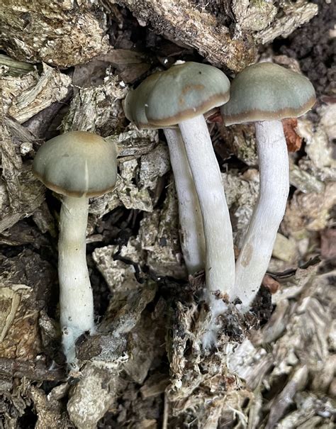 Maryland Biodiversity Project - Psilocybe ovoideocystidiata