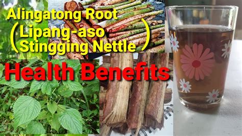 Health Benefits Alingatong Roots (Lipang-aso, Stingging Nettle) - YouTube