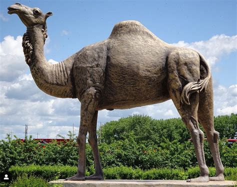 Outdoor Bronze Standing Popular Large Life-Size Camel Statue