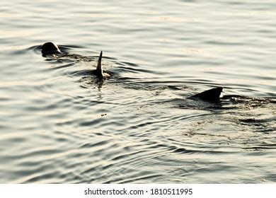 Basking Shark Swimming During Sunset Stock Photo 1810511995 | Shutterstock