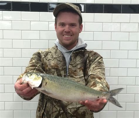 Angler Snags Skipjack Herring That Breaks Former State Record... Held ...