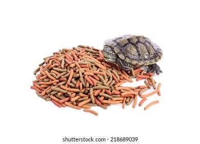 592 Turtle Food Mouth Images, Stock Photos & Vectors | Shutterstock