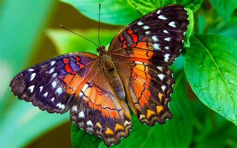 an orange and black butterfly sitting on top of a green leaf