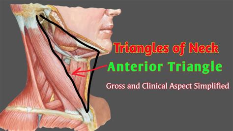 TRIANGLES OF NECK | ANTERIOR TRIANGLE By #AnatomyHub - YouTube