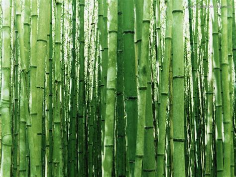 The Chinese Bamboo - Family Before Fortune