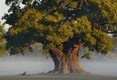 England’s ancient oaks | Neptune | Unique trees, Beautiful tree, Old trees