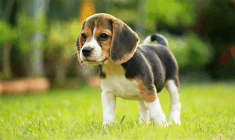 Looking For The Best List Of The World's Top Cutest Dog Breeds