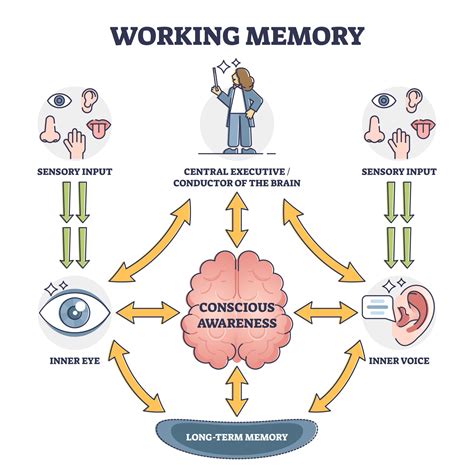 Working Memory Model In Psychology (Baddeley & Hitch)