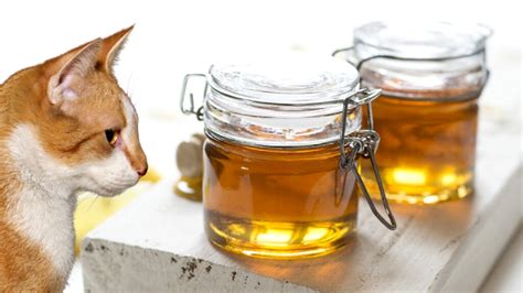 Can Cats Eat Honey? - Cat Vet Info