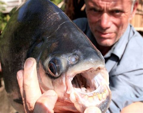 Are You Tough Enough to Take On the Testicle-Eating Pacu Fish?