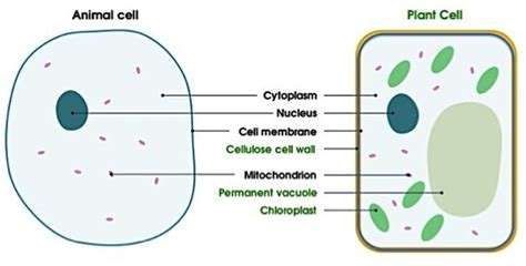 Describe the Functions of the Cell Membrane and Cell Wall