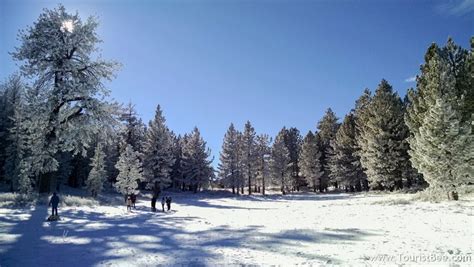 Frazier Park, California - Fir trees covered with snow near Mount Pinos ...