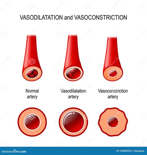 Normal Vasodilation And Vasoconstriction Blood Vessel Vector ...