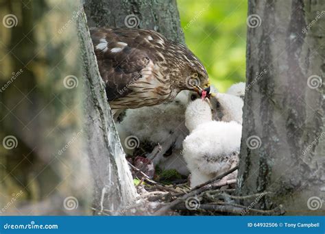 Cooper-s Hawk Feeding Chicks Stock Photo - Image of reproduction, woods ...