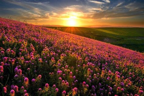 nature, Landscape, Sunset, Flowers, Hill, Field, Spring, Wildflowers HD ...