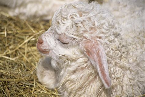 Angora Goat Kid Photograph by David Aubrey - Pixels