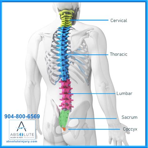 Knowing Your Spine Anatomy – Absolute Injury and Pain Physicians