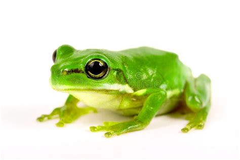 Little Tree-frog on White Background Stock Photo - Image of animal ...