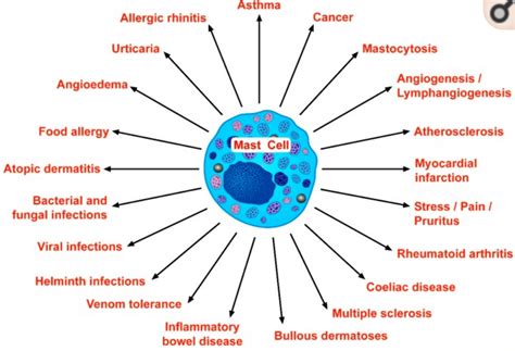 Mast cells: Mast cell activation syndrome, genetics, and solutions ...