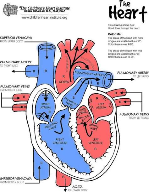 Schematic Diagram Of Heart