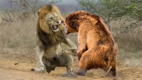 Lion vs Bear Real Fights video - YouTube