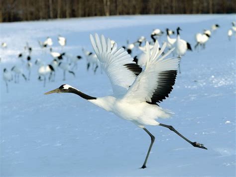 All About Animal Wildlife: Crane Bird Facts and Images-Photos