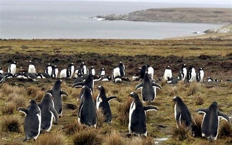 Falklands Islands: timeline of tensions since the war - Telegraph