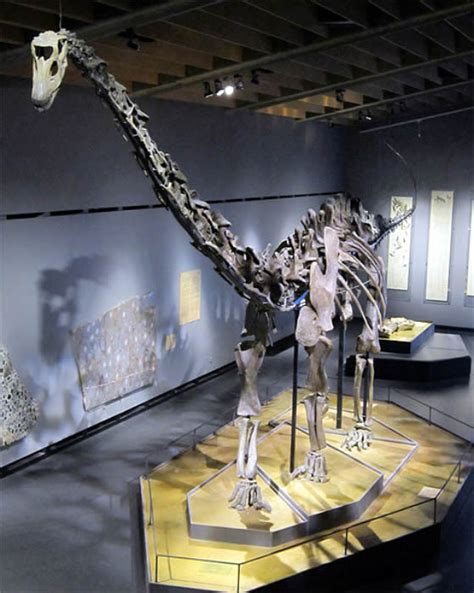 Picture Information: Skeleton of Seismosaurus