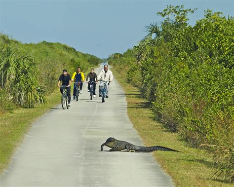 shark valley everglades | Bicyclists at Shark Valley Everglades ...