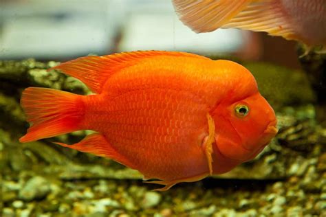 Blood Parrot Fish Complete Care Guide And Profile