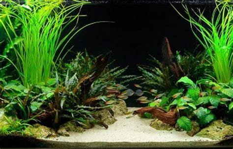 Plantas De Acuario ჱ Guía Esencial 2021 Acuario3web Plantas, Acuario ...