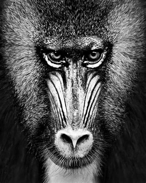 1,900+ Mandrill Habitat Pictures Stock Photos, Pictures & Royalty-Free ...