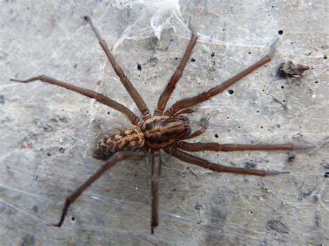 Giant house spiders the size of mice 'invading' UK homes following warm ...